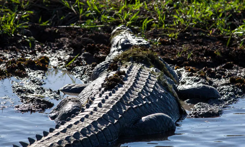Jumping Crocodile Cruise from Darwin | Experience Oz