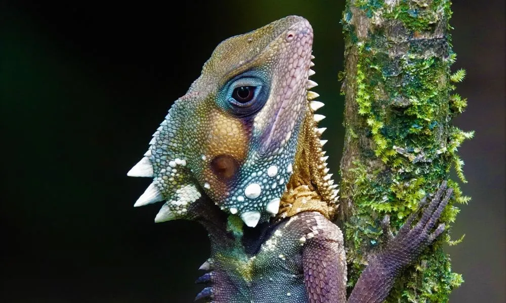 Daintree Rainforest & Cape Tribulation Tour via Mossman Gorge - Book Now | Experience Oz-3