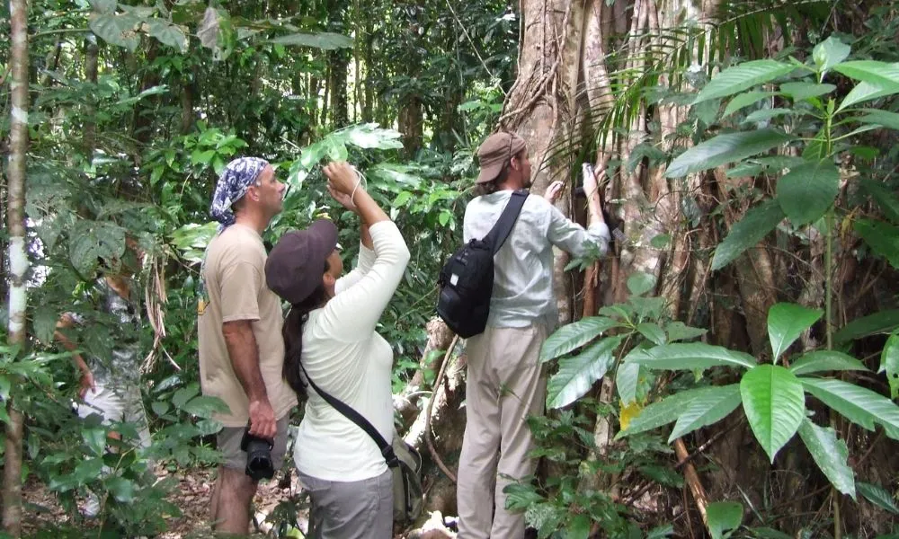 Daintree Rainforest & Cape Tribulation Tour via Mossman Gorge - Book Now | Experience Oz-4