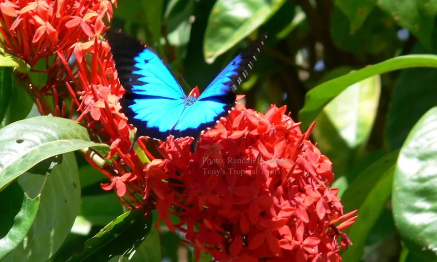 Daintree Rainforest & Cape Tribulation Tour via Mossman Gorge - Book Now | Experience Oz