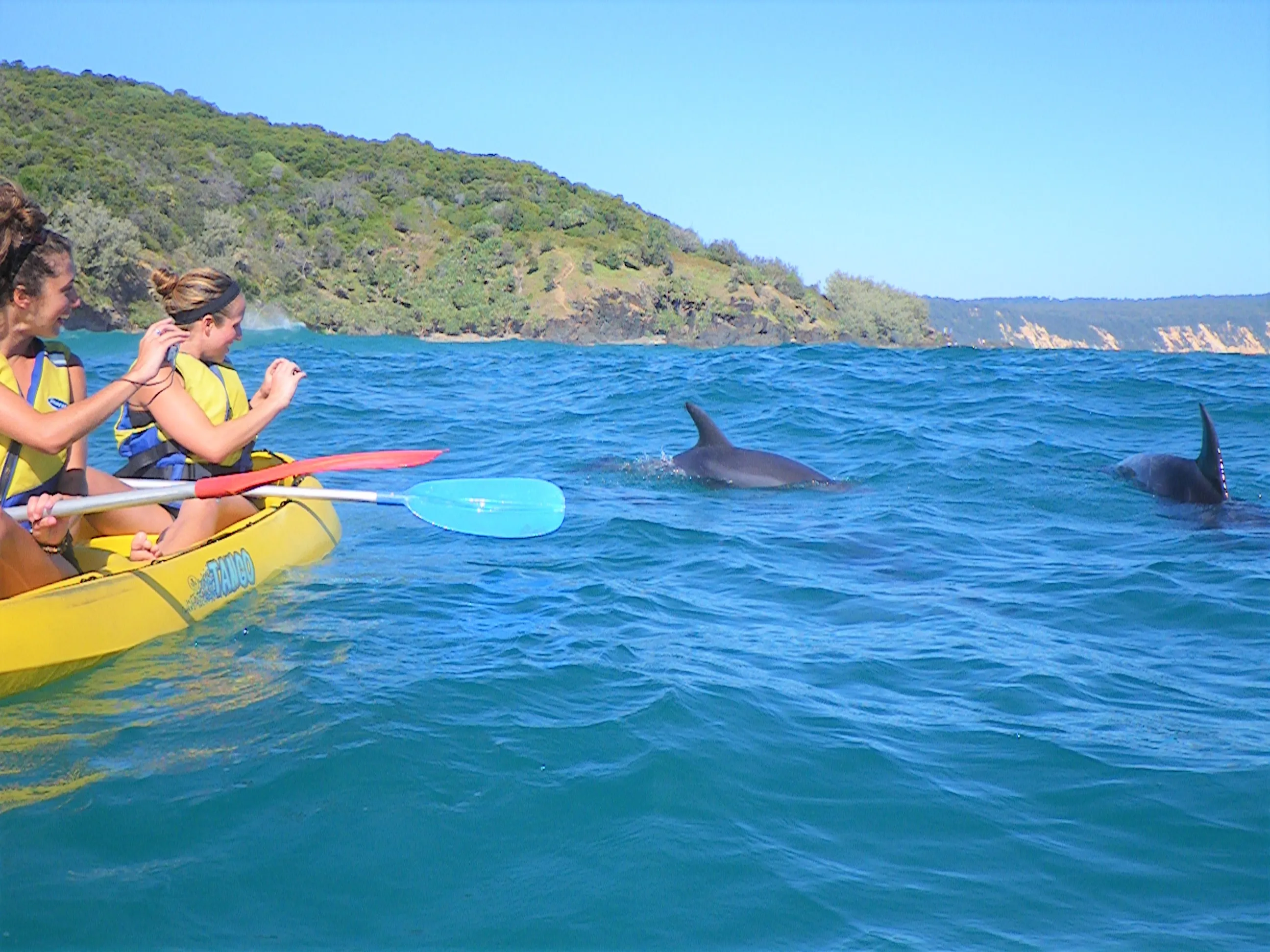 Dolphin Ocean Kayak Tour & Beach 4X4 Adventure - Noosa - Book Now | Experience Oz-4