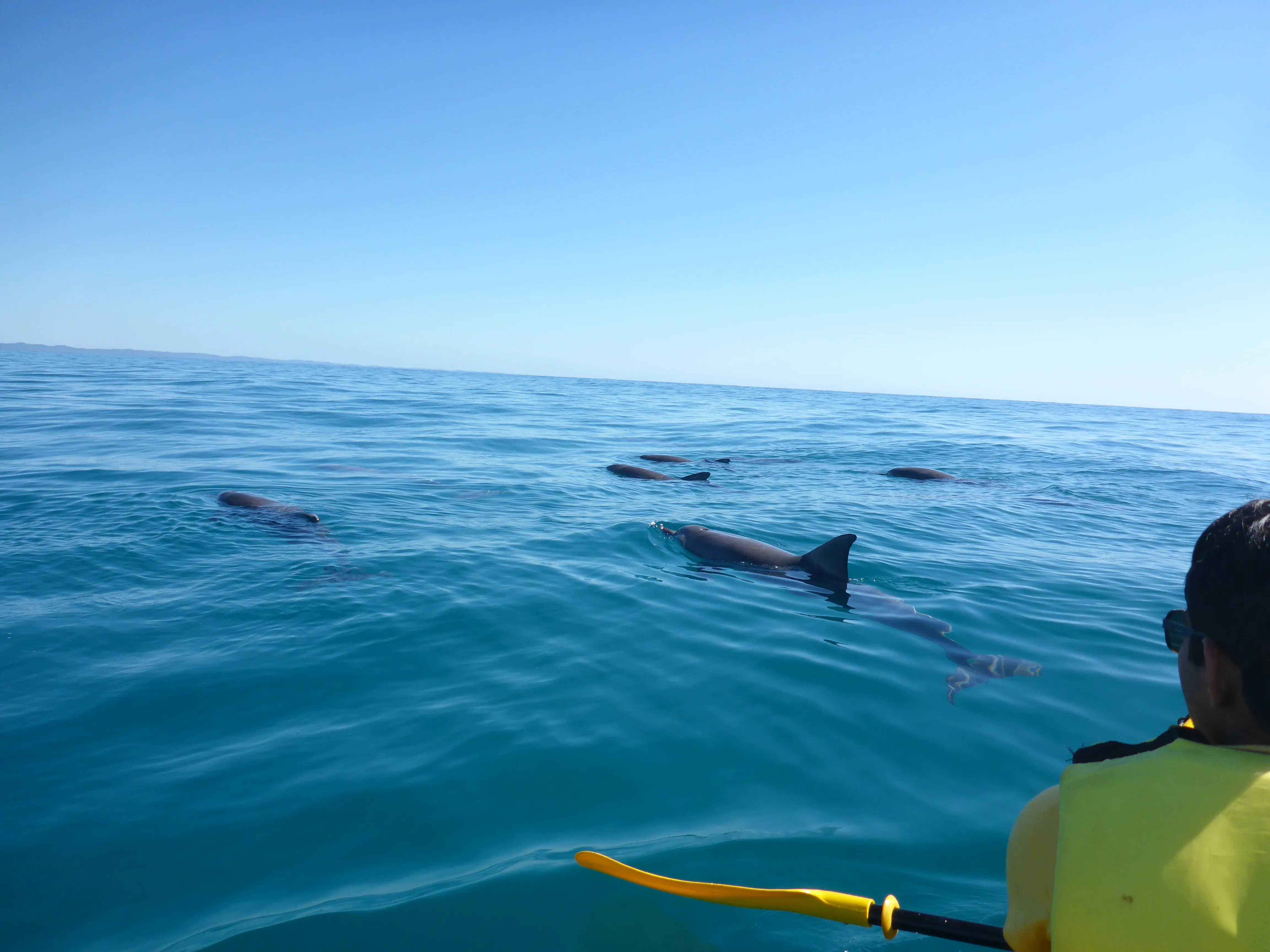 Dolphin Ocean Kayak Tour & Beach 4X4 Adventure - Noosa - Book Now | Experience Oz-5