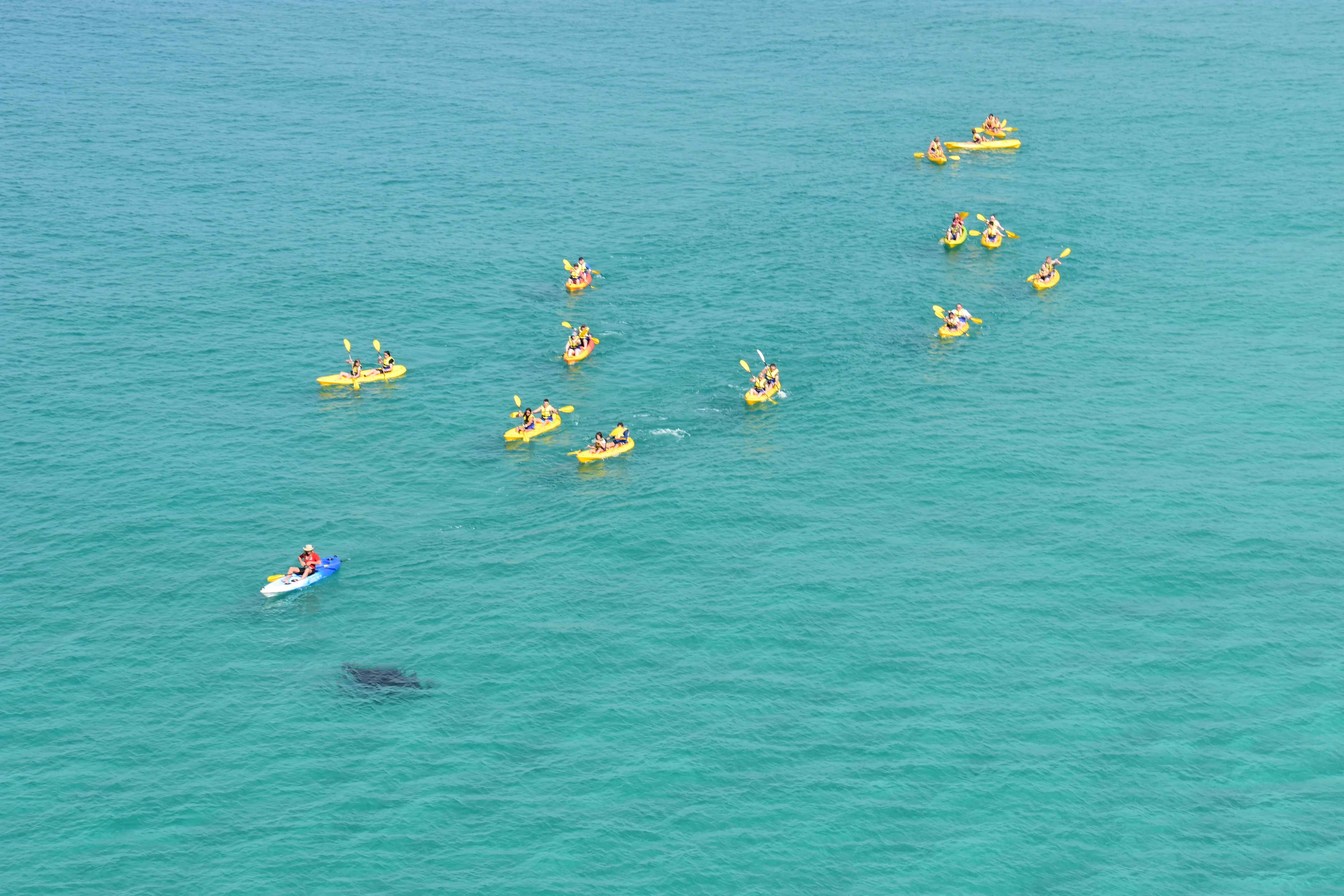 Dolphin Ocean Kayak Tour & Beach 4X4 Adventure - Noosa - Book Now | Experience Oz-10