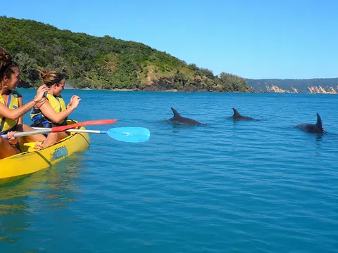 Noosa Dolphin View Kayak Tour