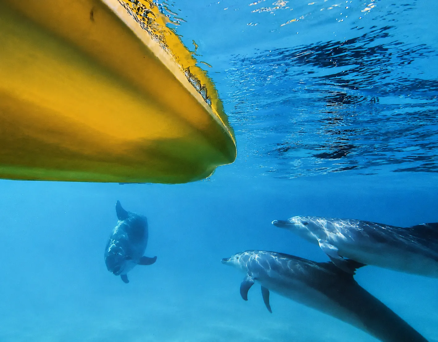 Dolphin Ocean Kayak Tour & Beach 4X4 Adventure - Noosa - Book Now | Experience Oz-4