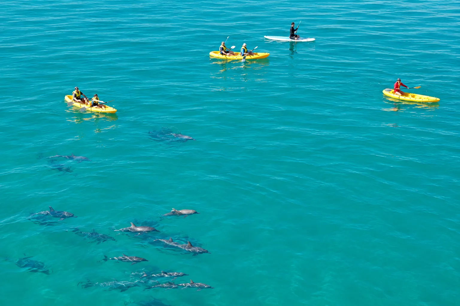 Dolphin Ocean Kayak Tour & Beach 4X4 Adventure - Noosa - Book Now | Experience Oz-10