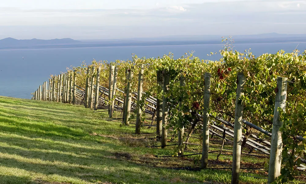 Bellarine Estate Texas BBQ Lunch - For 2-3