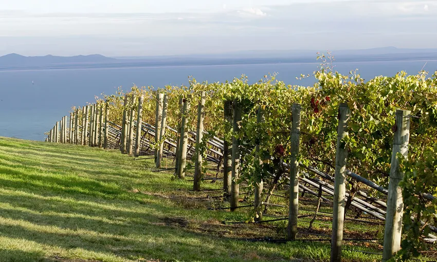 Bellarine Estate Texas BBQ Lunch - For 2