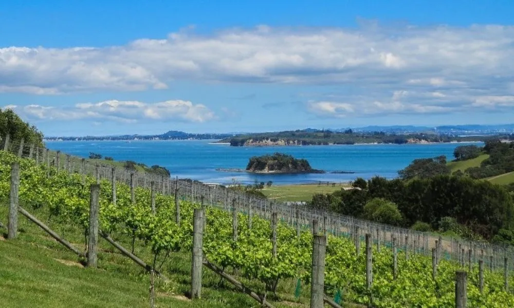 Taste of Waiheke Food and Wine Tour | Experience Oz-4