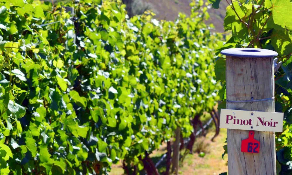 Waiheke Island Day Tour with Lunch - Book Now  | Experience Oz-4