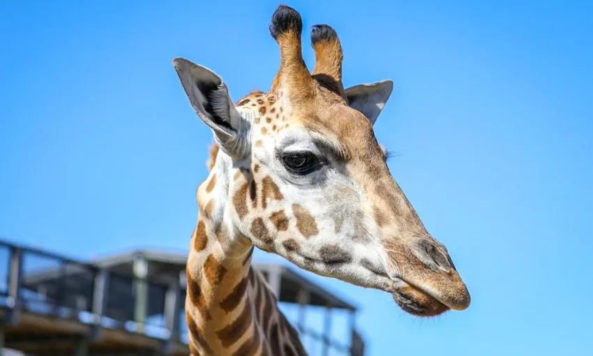 Sydney Zoo Admission Tickets - Book Now | Experience OZ
