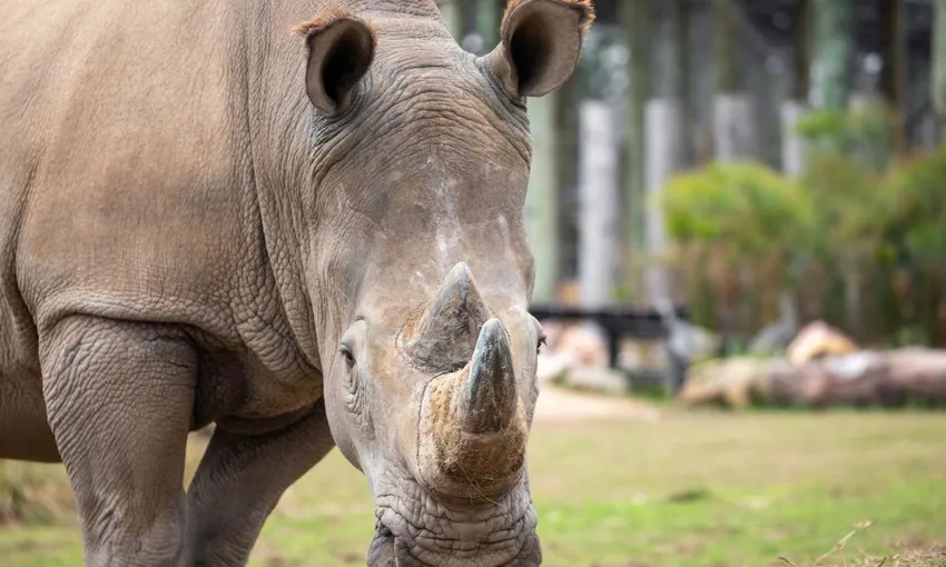 Sydney Zoo Admission Tickets - Book Now | Experience OZ