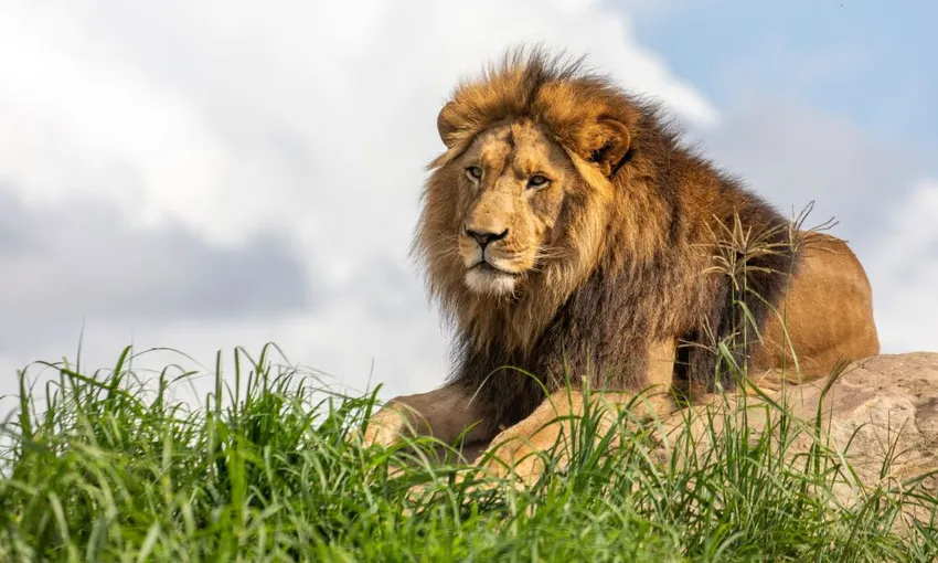 Sydney Zoo Admission Tickets - Book Now | Experience OZ