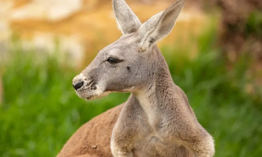 Sydney Zoo Admission Tickets - Book Now | Experience OZ