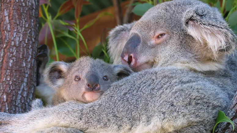 Private Wildlife Habitat Tour, 2 Hours - Port Douglas