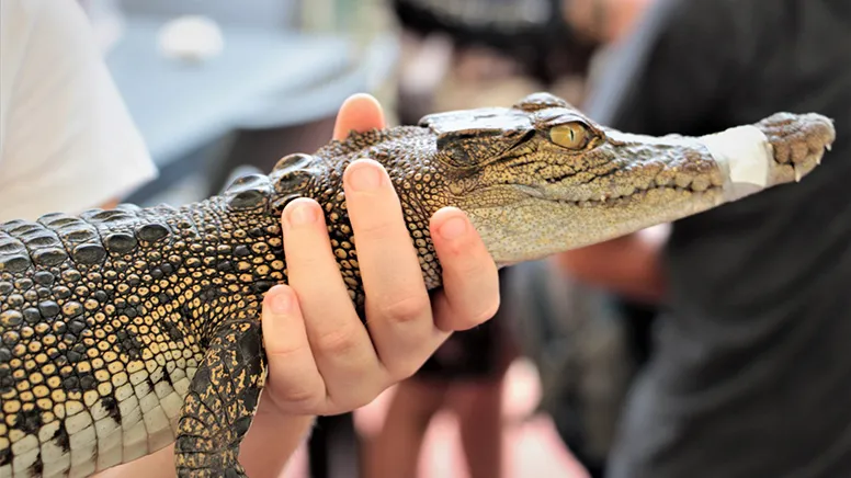 Private Wildlife Habitat Tour, 2 Hours - Port Douglas