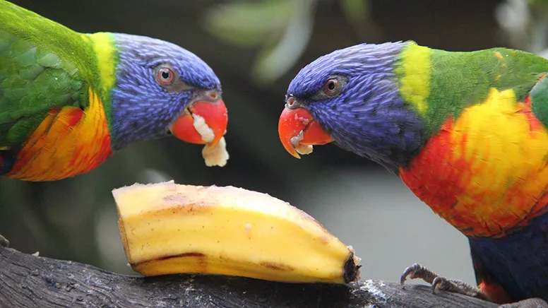 Private Wildlife Habitat Tour, 2 Hours - Port Douglas