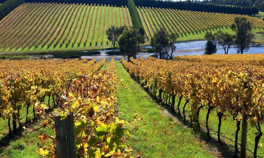 Mornington Peninsula Wine, Bays and Springs Tour - from Melbourne | Experience Oz