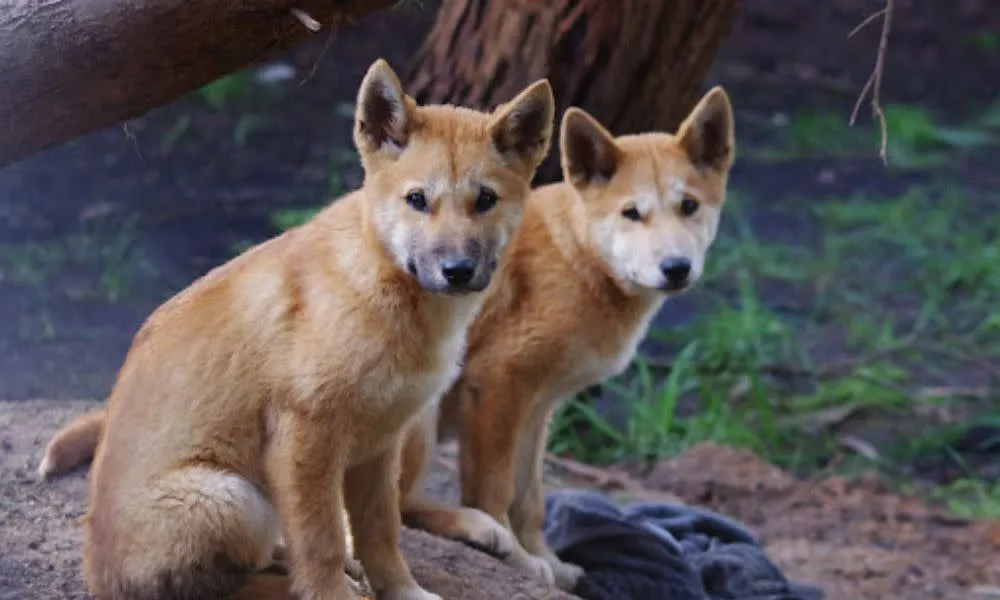Great Ocean Road Sunsets, Wildlife and Beaches - from Melbourne | Experience Oz-5
