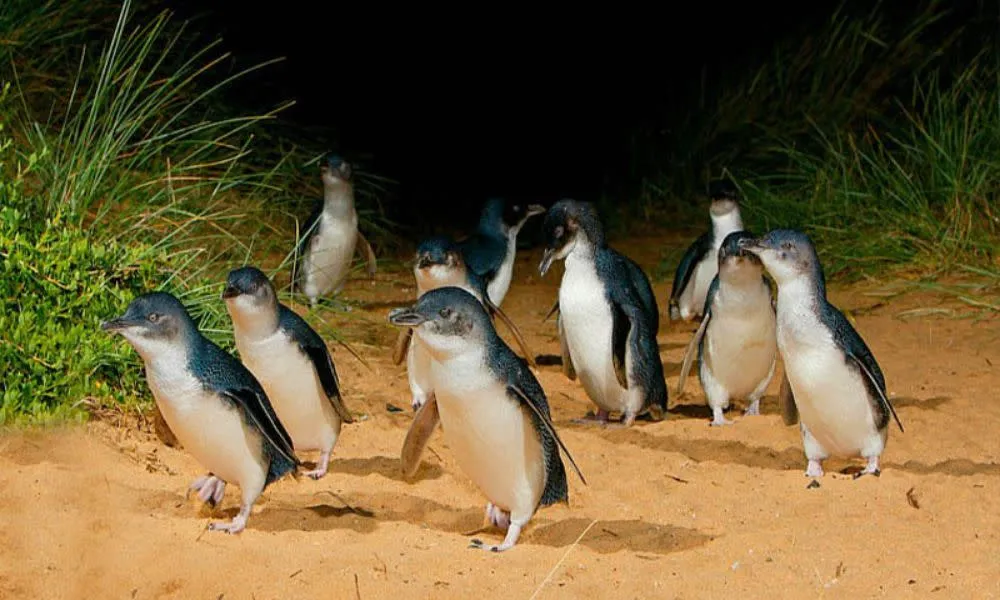 Phillip Island Wine Wildlife and Penguins Tour - from Melbourne | Experience Oz-4