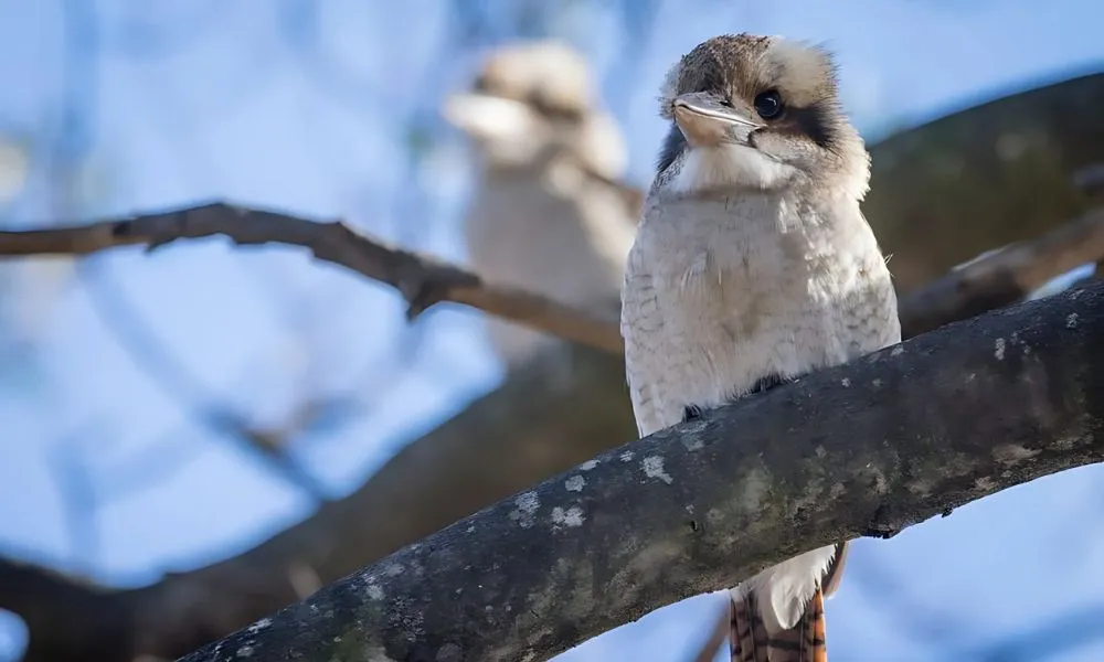 Great Ocean Road and Twelve Apostles Tour Full Day - Book Now | Experience Oz-3