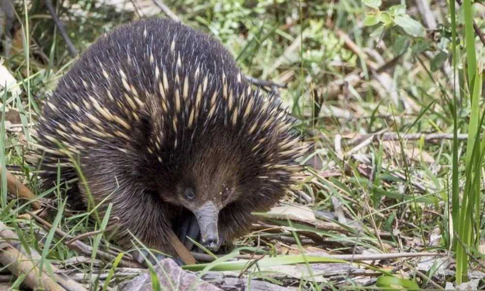 Great Ocean Road and Twelve Apostles Tour Full Day - Book Now | Experience Oz-6