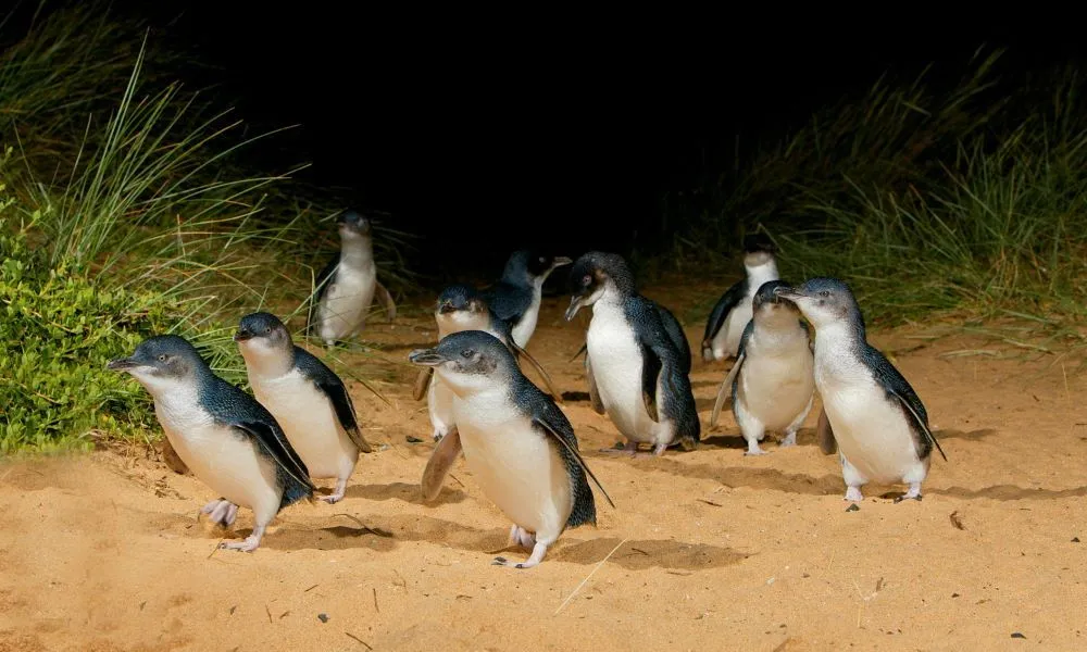 Puffing Billy Train and Penguins Day Tour | Experience OZ-2