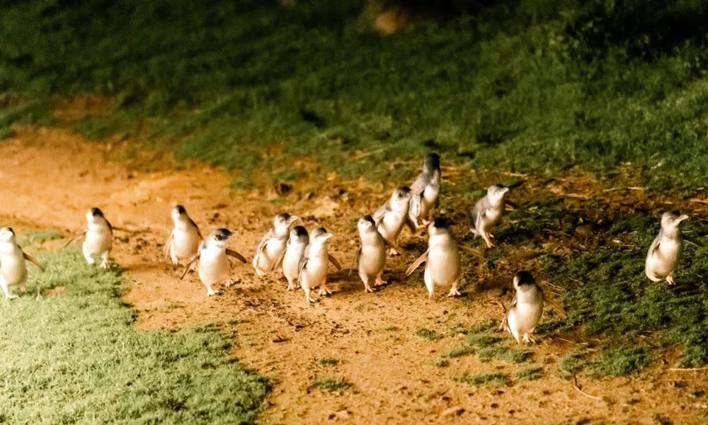 Puffing Billy Train and Penguins Day Tour | Experience OZ-6