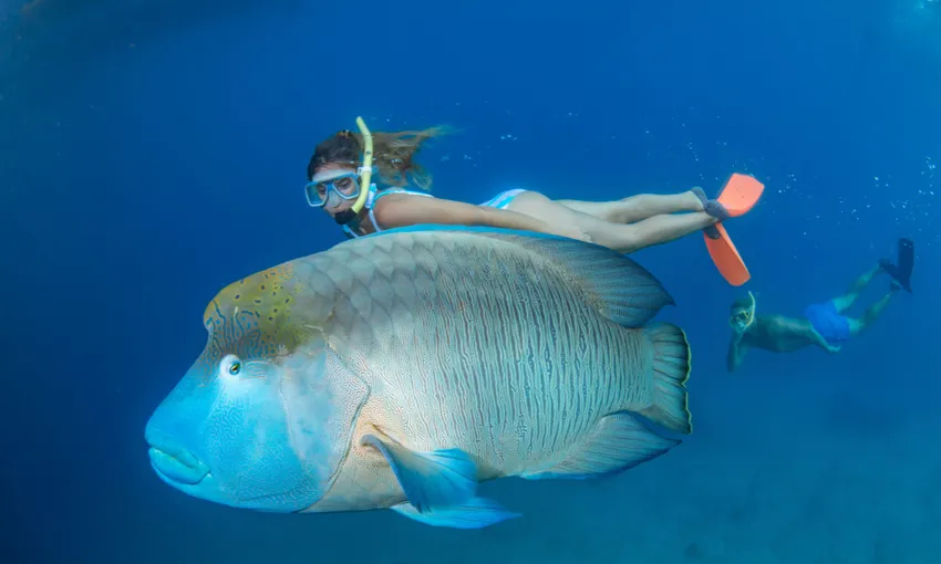 Full Day Great Barrier Reef & Green Island Combo