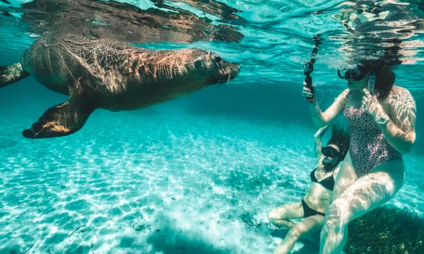 Dolphin & Sea Lion Snorkel Cruise - Lunch Included, 2.5 Hours - Perth