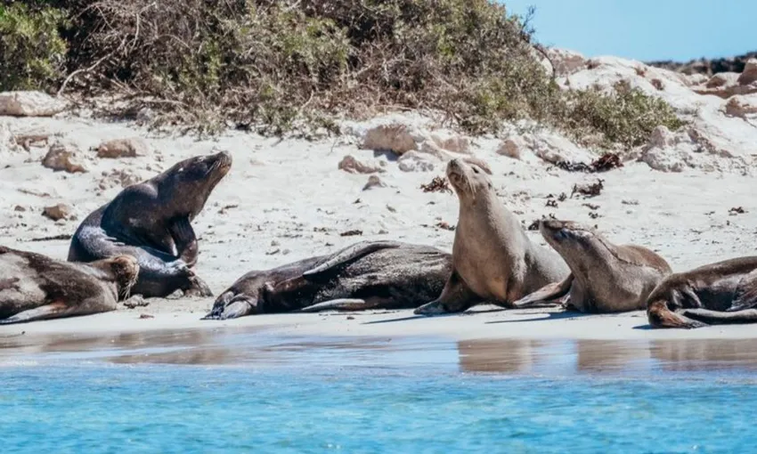 Dolphin & Sea Lion Snorkel Cruise - Lunch Included, 2.5 Hours - Perth
