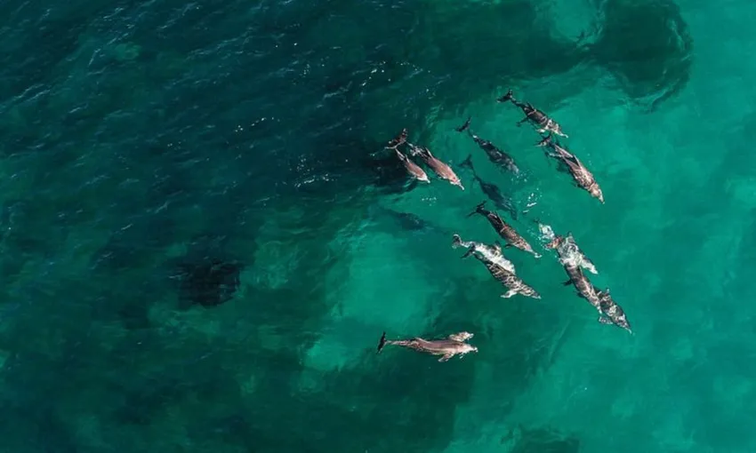 Dolphin & Sea Lion Snorkel Cruise - Lunch Included, 2.5 Hours - Perth