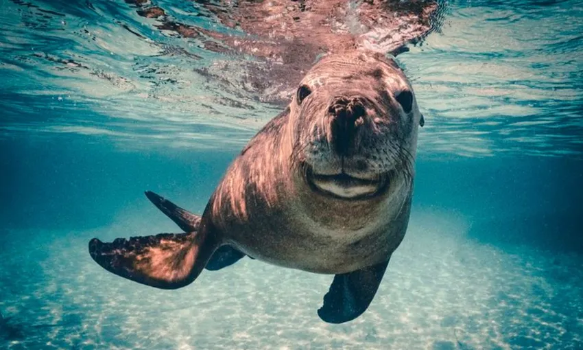Dolphin & Sea Lion Snorkel Cruise - Lunch Included, 2.5 Hours - Perth