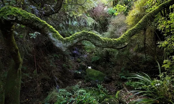 Dunedin Canopy to Coast Guided Nature Tour - 2.5 Hours