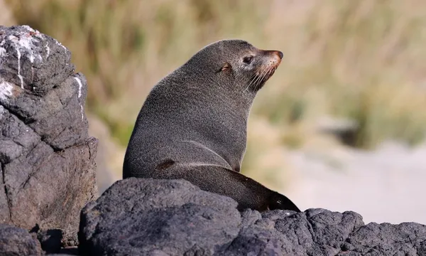 Dunedin Canopy to Coast Guided Nature Tour - 2.5 Hours