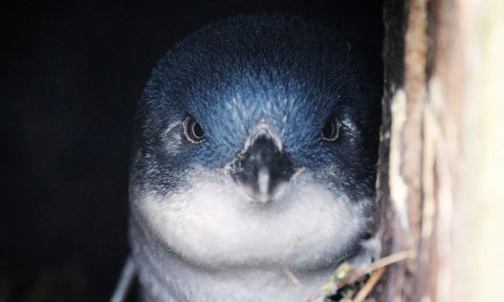 Dunedin Canopy to Coast Tour - 2.5 Hours | Experience Oz + NZ-7