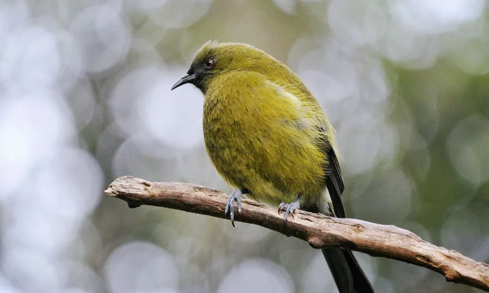 Dunedin Canopy to Coast Tour - 2.5 Hours | Experience Oz + NZ-6