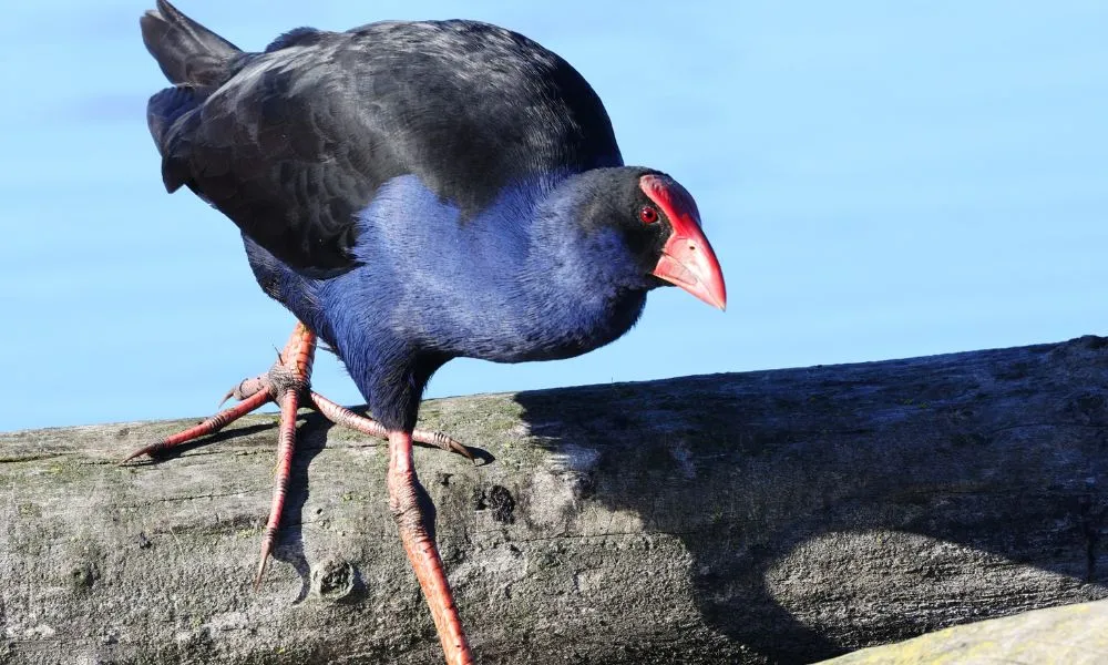 Dunedin Canopy to Coast Tour - 2.5 Hours | Experience Oz + NZ-8