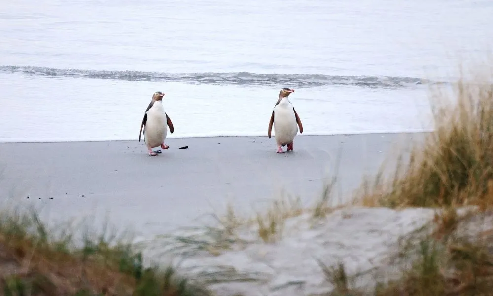 Dunedin Canopy to Coast Tour - 2.5 Hours | Experience Oz + NZ-3