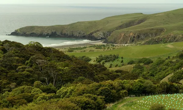 Dunedin Canopy to Coast Guided Nature Tour - 2.5 Hours