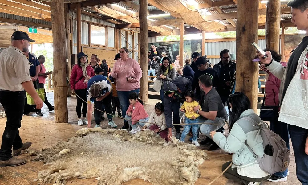 Phillip Island Penguin Parade and Churchill Island Farm Bus Tour-1