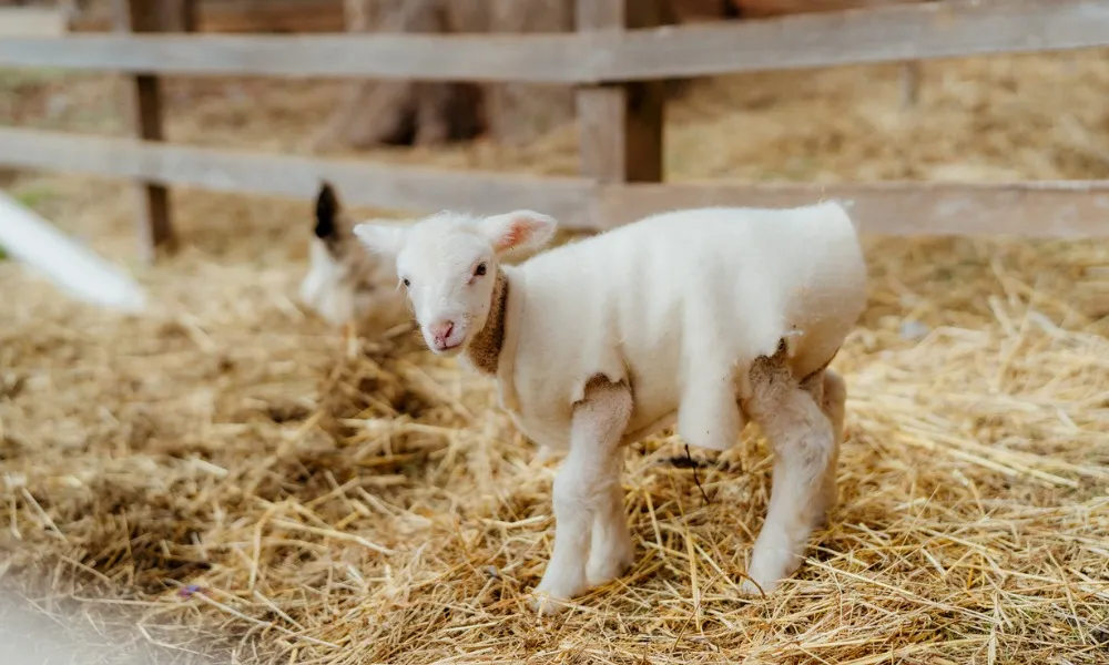 Phillip Island Penguin Parade and Churchill Island Farm Bus Tour-2