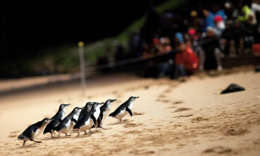 Phillip Island Penguin Parade and Churchill Island Farm Bus Tour