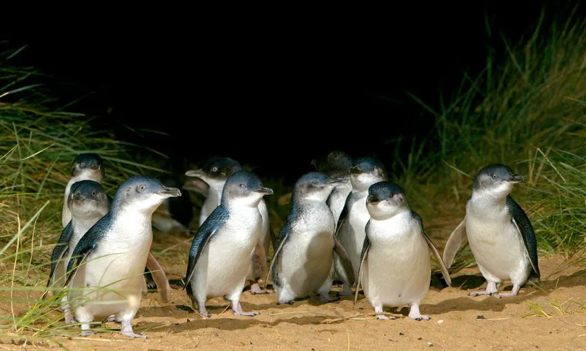 Phillip Island Penguin Parade and Churchill Island Farm Bus Tour