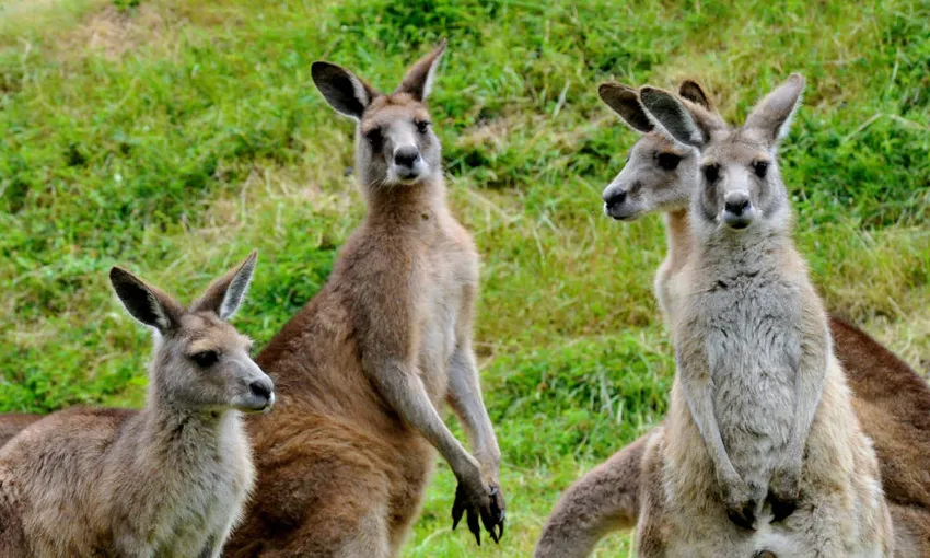 Phillip Island and Healesville Sanctuary Tour | Experience Oz