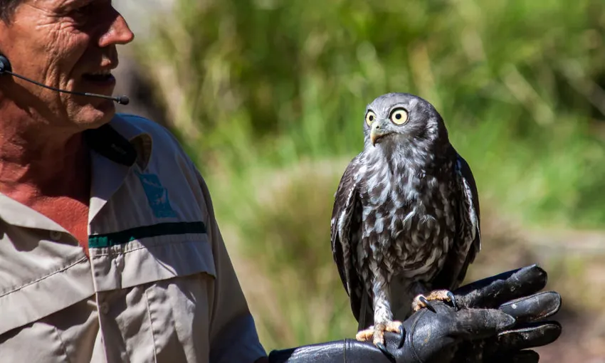 Phillip Island and Healesville Sanctuary Tour | Experience Oz