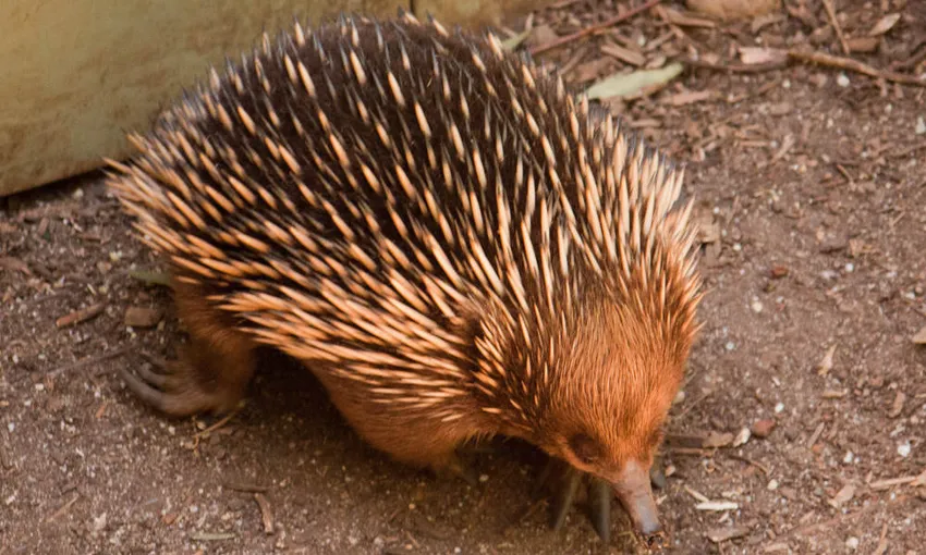 Phillip Island and Healesville Sanctuary Tour | Experience Oz