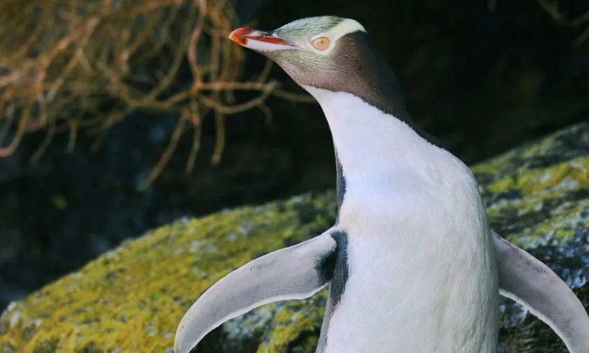 Otago Peninsula Wildlife & Penguin Tour | Experience Oz + NZ