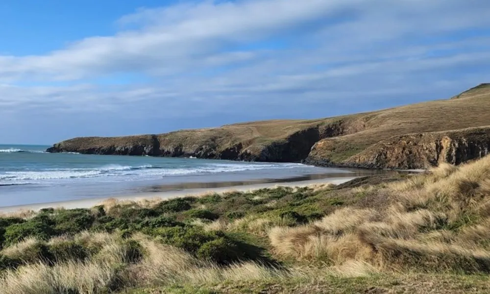 Otago Peninsula Wildlife & Penguin Tour | Experience Oz + NZ-3