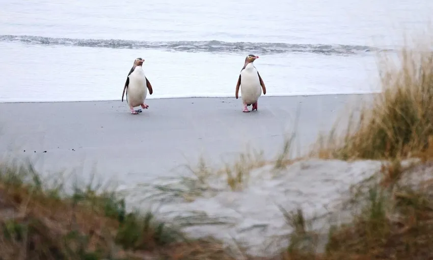 Otago Peninsula Wildlife & Penguin Tour | Experience Oz + NZ